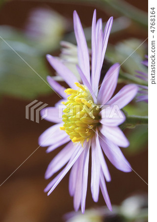 忘了miyakoisare 4768164