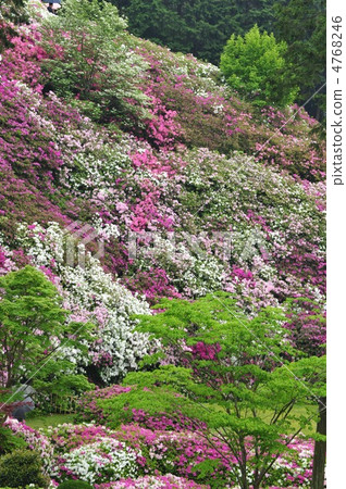 The garden of Azalea Mikadoji Kyoto The garden of Azalea Mikadoji Kyoto 4768246