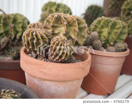 仙人掌 仙人掌 4768279