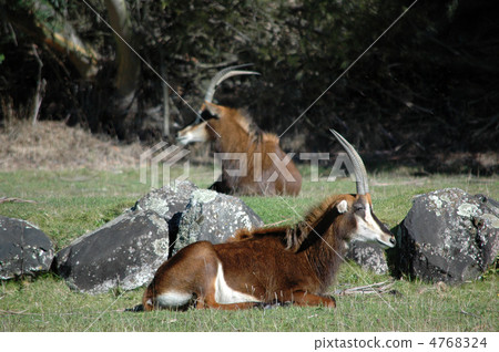 Antelope Antelope 4768324