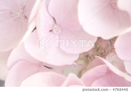 繡球 繡球 4768448