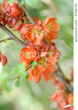 Flower blossoms 4768730