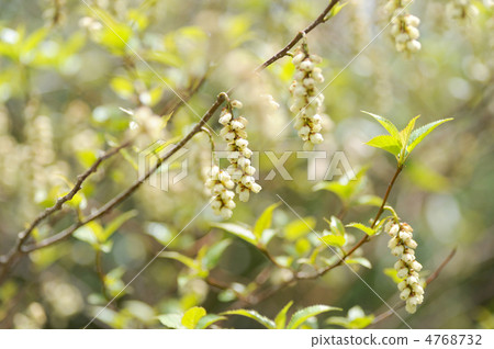 Flower of Kiboshi 4768732