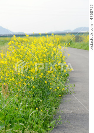芥末花 4768735