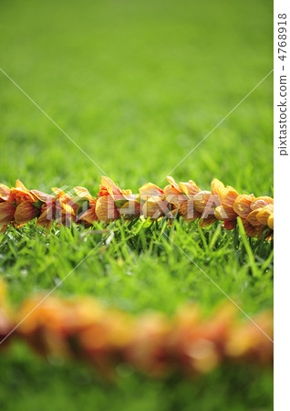 夏威夷雷伊花 夏威夷雷伊花 4768918