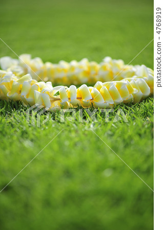 夏威夷雷伊花 4768919