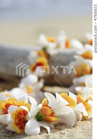 夏威夷雷伊花 4768925