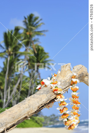 Hawaiian Rei Palm Tree Hawaiian Rei Palm Tree 4768926