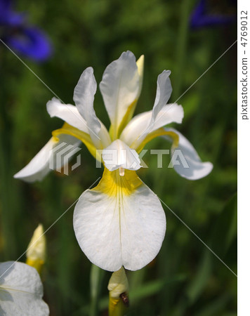 Siberian Iris 4769012