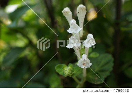 Tatsunami草 Tatsunami草 4769028