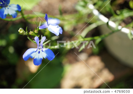 根利比里亞 根利比里亞 4769030