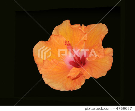 Orange hibiscus on a black background Orange hibiscus on a black background 4769057