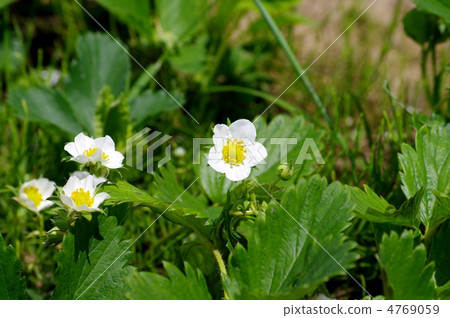 草莓花草莓 草莓花草莓 4769059
