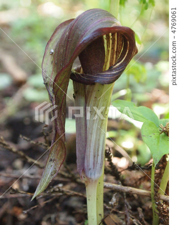 天南星黑松亞種。玉手 天南星黑松亞種。玉手 4769061