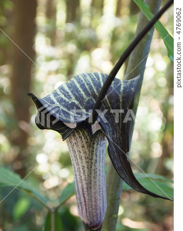 Hulashimasou Hulashimasou 4769062