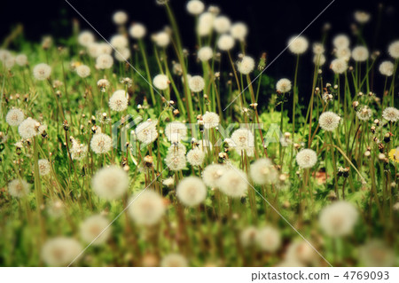 Dandelion's fluff Dandelion's fluff 4769093