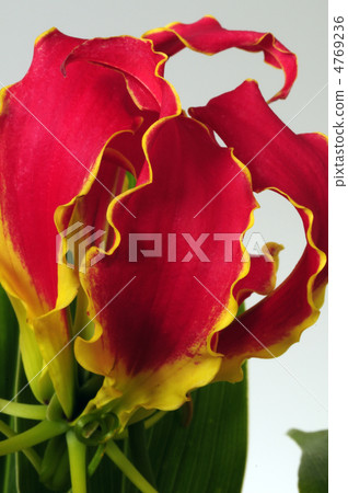 68467 Grillosa 68467 Grillosa 4769236