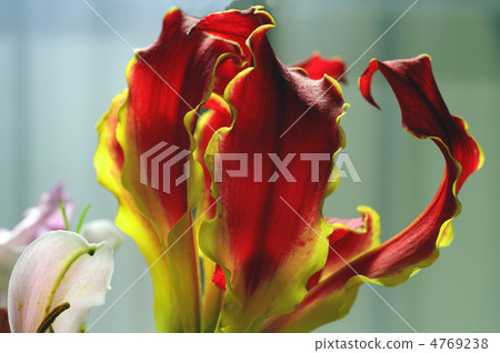 6846 5 Grillosa 4769238