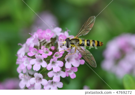 Lime and insects 4769272