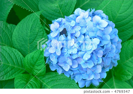hydrangea hydrangea 4769347