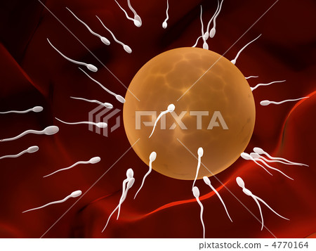 Spermatozoons, floating to ovule 4770164