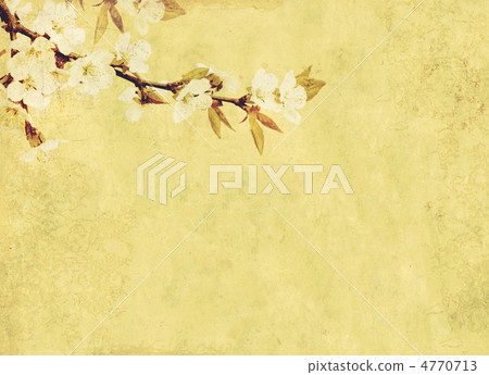 Flowers of cherry 4770713