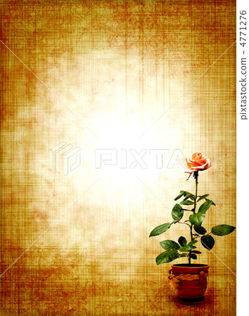 Rose Rose 4771276