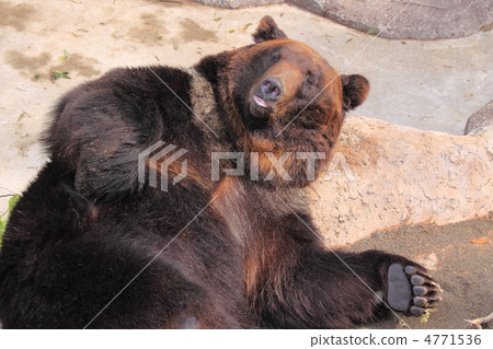 Brown bear Brown bear 4771536