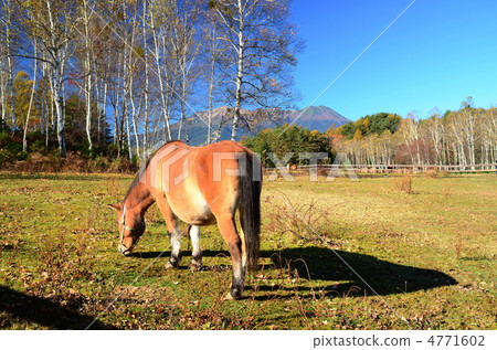 Kiso-ko Koda Kogen Kiso Ma's Village的Otakiyama山 4771602