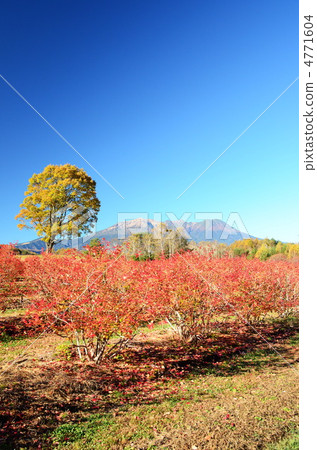 Kiso-ko Koda Kogen Kiso Ma's Village的Otakiyama山 4771604