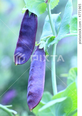 Tutankhamun no peas 4771965