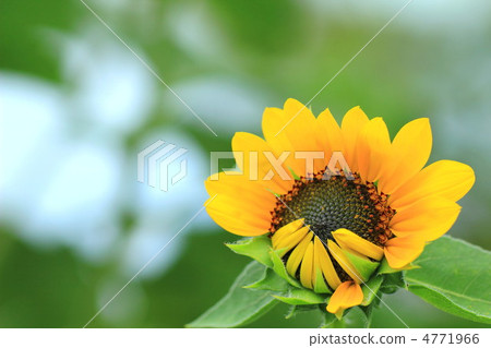 Sun Flower  4771966