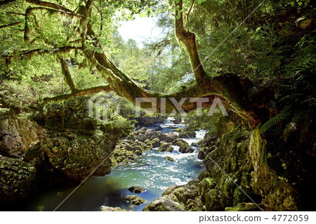 deep forest deep forest 4772059