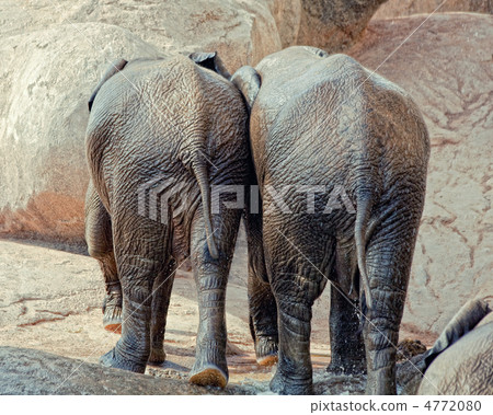 elephants 4772080