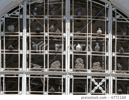 the pigeons the pigeons 4772180