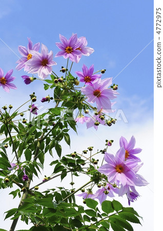 達利亞皇帝 4772975