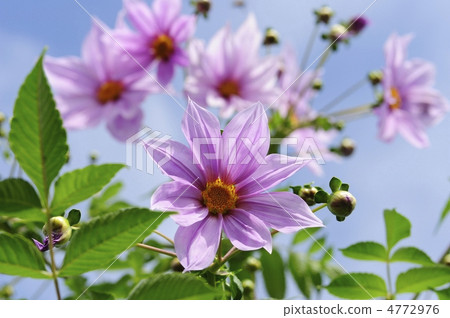 Emperor Dalia Emperor Dalia 4772976