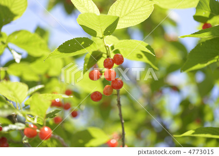 Cherry Cherry 4773015