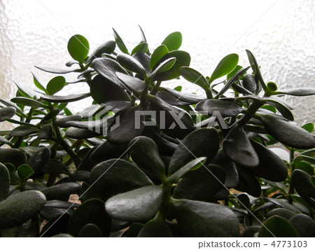 金樹 金樹 4773103