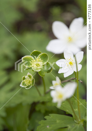 Two-wheeled grass 4773186