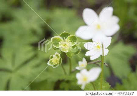 Two-wheeled grass Two-wheeled grass 4773187