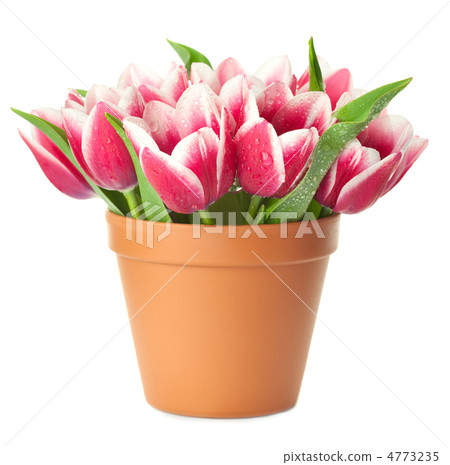 Flower Pot with pink Tulips / water drops / isolated on white ba 4773235