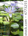 熱帶睡蓮 4773255