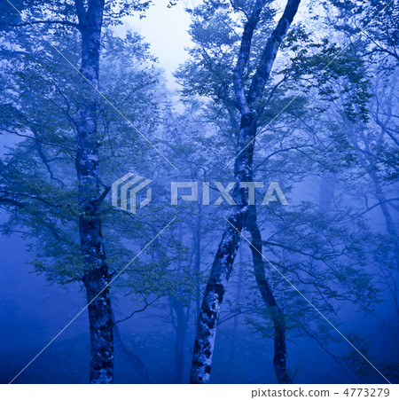 霧山毛櫸森林 4773279