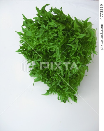 Frill lettuce 4773319