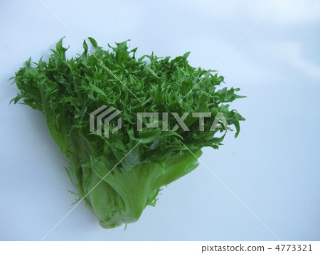 Frill lettuce Frill lettuce 4773321