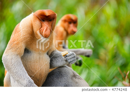 Proboscis monkeys 4774248