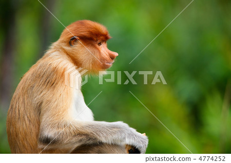Proboscis monkey 4774252