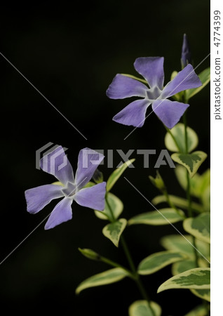 長春花 長春花 4774399