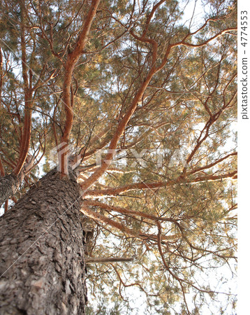 Two pines 4774553